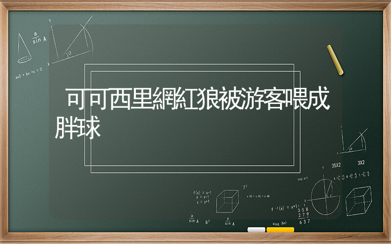 可可西里網紅狼被游客喂成胖球插圖