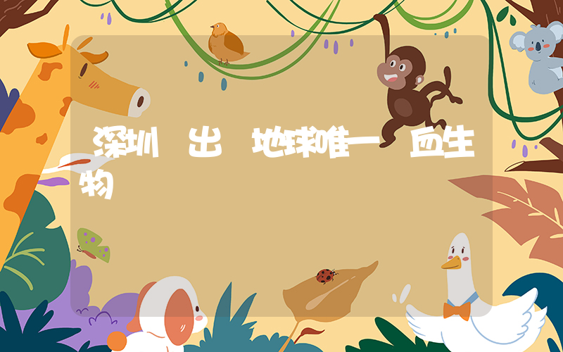 深圳灣出現地球唯一藍血生物插圖