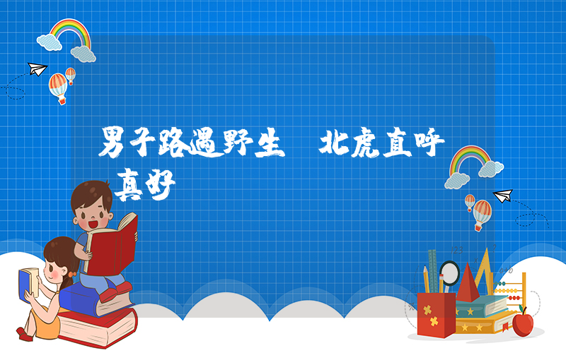 男子路遇野生東北虎直呼運氣真好插圖