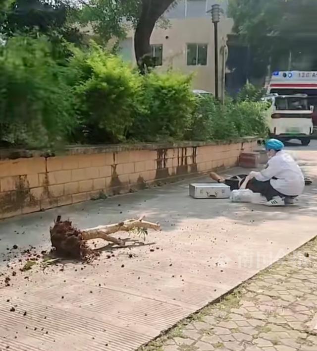 廣西一小區樓上墜落樹根致學生身亡插圖 廣西一小區樓上墜落樹根致學生身亡插圖