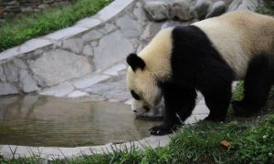 又見(jiàn)大熊貓溺亡,它到底會(huì)不會(huì)游泳?縮略圖 又見(jiàn)大熊貓溺亡,它到底會(huì)不會(huì)游泳?縮略圖