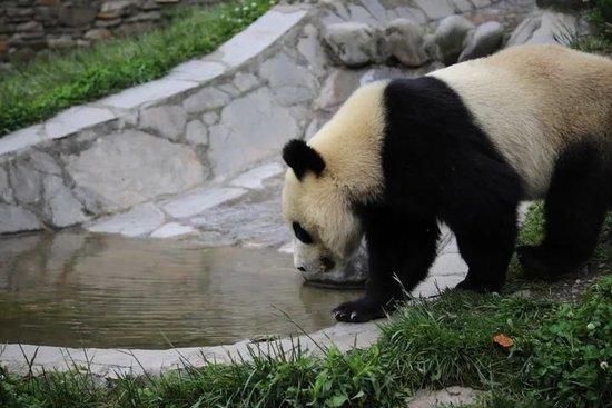 又見大熊貓溺亡，它到底會不會游泳？插圖