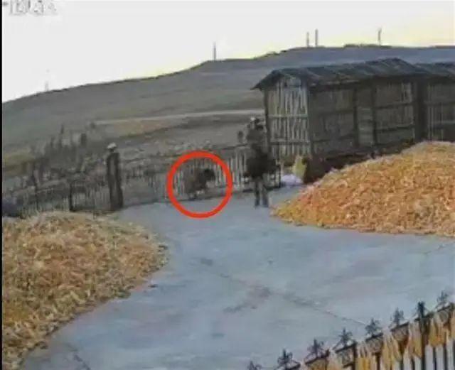 黑龍江老虎進村猛撞門 有人手被咬爛插圖
