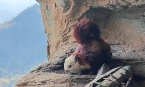 男子在武當(dāng)山發(fā)現(xiàn)靈獸飛鼠縮略圖 男子在武當(dāng)山發(fā)現(xiàn)靈獸飛鼠縮略圖