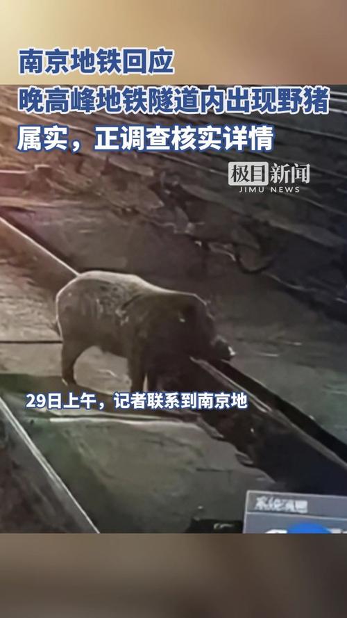 南京地鐵回應隧道內出現野豬插圖