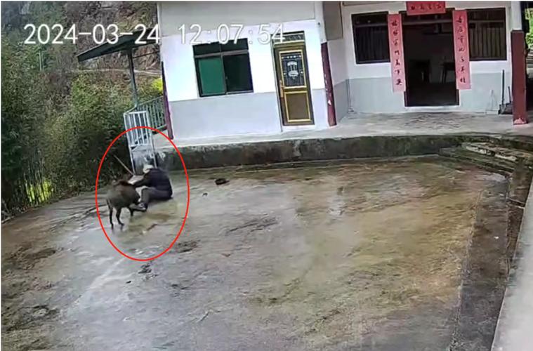 野豬闖入民宅,老人被撕咬身亡插圖 野豬闖入民宅,老人被撕咬身亡插圖