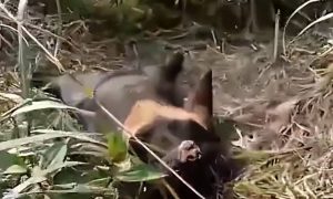 傷人被打死黑熊尸體將用于科研縮略圖 傷人被打死黑熊尸體將用于科研縮略圖