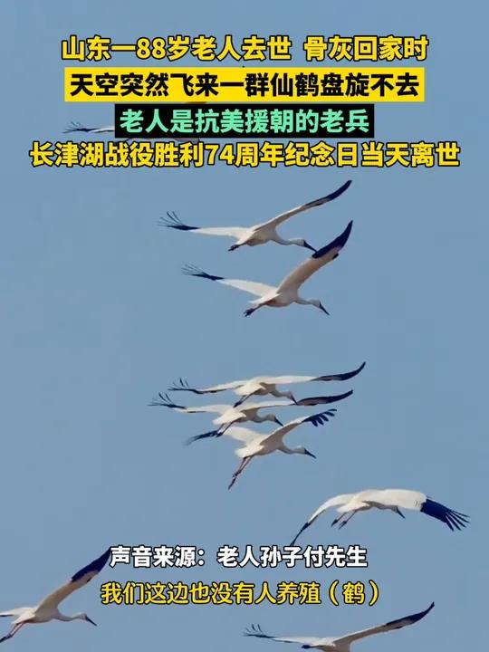 抗美援朝老兵骨灰回家時仙鶴盤旋插圖 抗美援朝老兵骨灰回家時仙鶴盤旋插圖