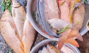 鄱陽湖退水大量魚擱淺：漁政提醒縮略圖
