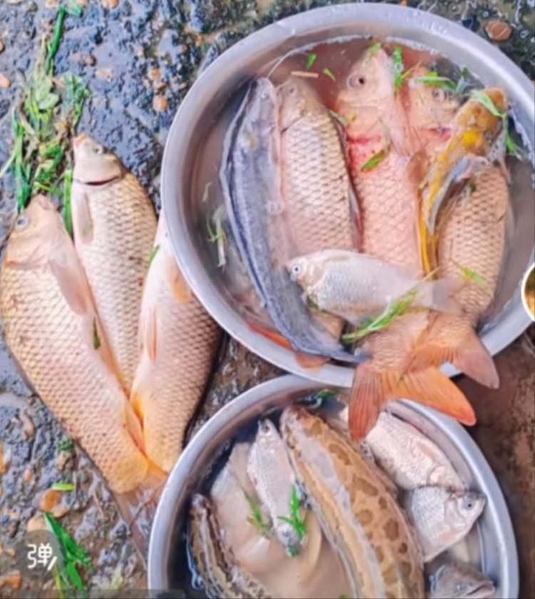 鄱陽湖退水大量魚擱淺：漁政提醒插圖
